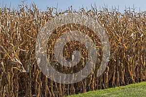 Rows of Feed Grain Corn in a Large Field Awaiting Harvest