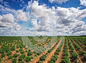 Rows on the field. Agricultural landscape in the summer