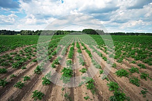 Rows on the field. Agricultural landscape in the summer