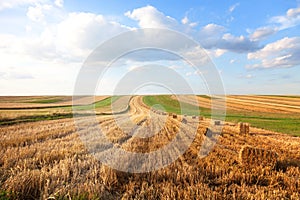 Rows of fields at harvest time, arranged bundles in the shape of squares. Rural landcape under blue sky