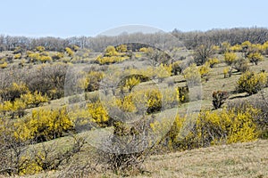 Rows of flowering cornelian cherry dogwoods in springtime