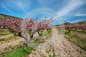 Rows of flowering peach trees