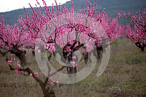 Rows of flowering pink peach trees in the garden