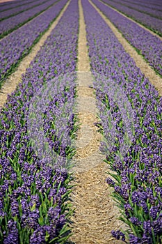 Rows of flowers