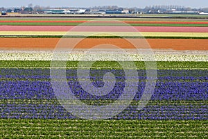 Rows of Flowers in Holland