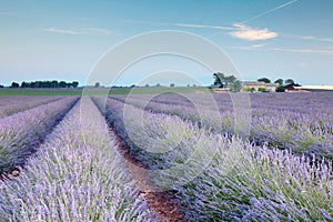 Rows of french lavender photo