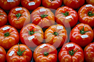 Rows of fresh beef tomatoes