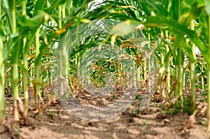 Rows of fresh green corn field
