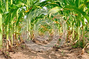 Rows of fresh green corn field
