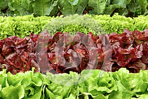 Rows of fresh lettuce on a field