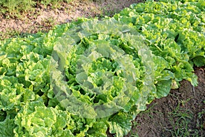 Rows of fresh lettuce plants on a fertile field