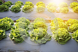 Rows of fresh lettuce plants on a fertile field