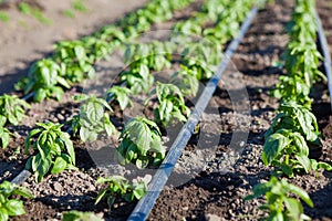 Rows of Fresh Organic Basil