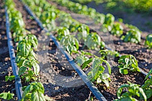 Rows of Fresh Organic Basil