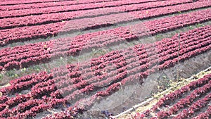 Rows of fresh red lettuce on plantation. Agricultural vegetable field.