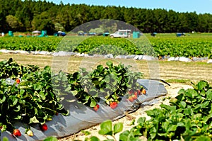 Rows of fresh strawberries in strawberry farm