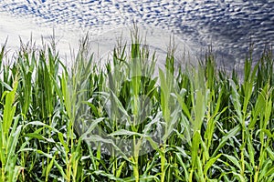 Rows of Fresh Unpicked Corn with Green Field on Blue Sky Background