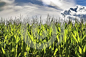 Rows of Fresh Unpicked Corn with Green Field on Blue Sky Background