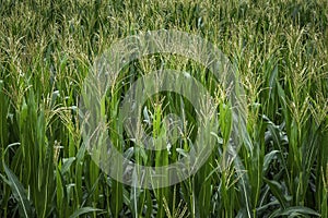 Rows of Fresh Unpicked Green Leaves of Corn