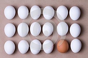 Rows of fresh white eggs with one brown one