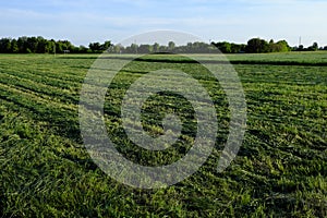 Rows of freshly cut field grass. Haymaking. Rural landscape