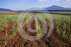 Rows of Freshly Planted Sugar Cane