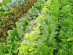 Rows in a garden