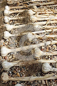 Garlic bulbs drying on gravel