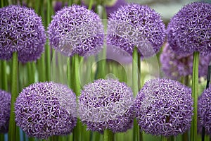 Rows of globe shaped move ornamental onion flowers