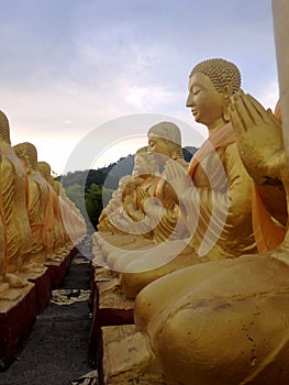 Rows of golden buddha statue