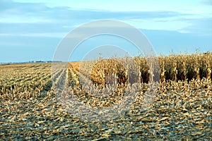 Rows of golden dry maize plants awaiting harvest