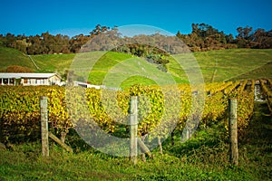 Rows of golden grapevines and green rolling hills at sunset. Autumn in Hawke's Bay, New Zealand