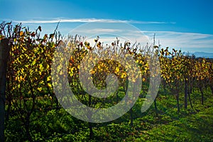 Rows of golden grapevines lined up to the horizon under clear blue sky. Autumn at Hawke's Bay, New Zealand