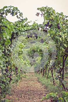 Rows in grape plants in the vineyard