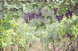 Rows in grape plants in the vineyard