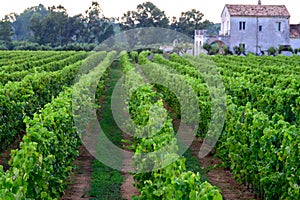 Rows with grape plants on vineyards in Campania, South of Italy