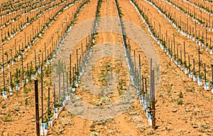 Rows of Grape Seedlings