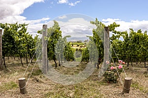 Rows of grape vine. Wine valley in Barossa, South Australia