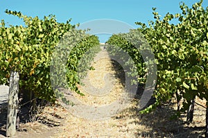 Rows of Grape Vines