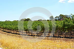 Rows of Grape Vines