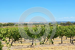 Rows of Grape Vines