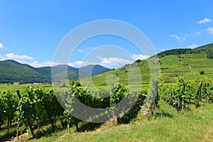 Rows of grape vines with an Alsatian village and hills