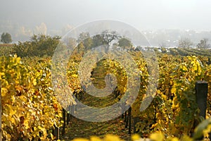 Rows of grape vines in Austria