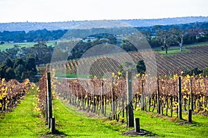 Rows of grape vines in autumn.