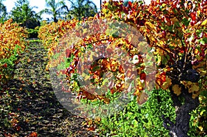 Rows of grape vines with autumn leaves