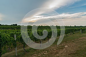 Rows on grape vines in field