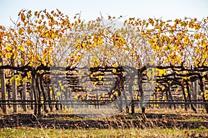 Rows of grape vines with golden leafs.