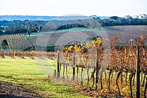 Rows of grape vines with golden leaves. photo