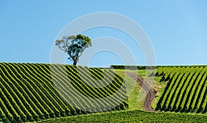 Rows of grape vines on a hill with a lone tree