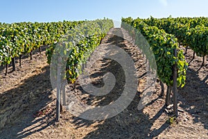 Rows of grape vines line the valley of the River Douro in Portugal